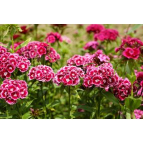 Kétnyári, Évelő Virág